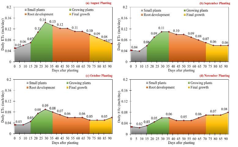Figure 5. Carrot crop water use (inches/day) for (a) August planting, (b) September planting, (c) October planting, and (d) November planting.