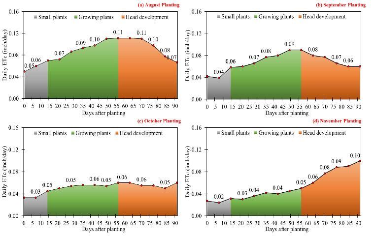 Figure 4. Cabbage crop water use (inches/day) for (a) August planting, (b) September planting, (c) October planting, and (d) November planting.