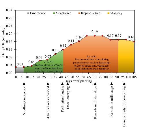 Figure 7. Corn (Sweet) crop water use (inch/day).