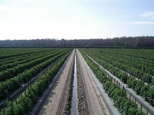 Figure 1. Tomatoes growing in a mulched, raised bed system using a drive-road irrigation/drainage ditch system.