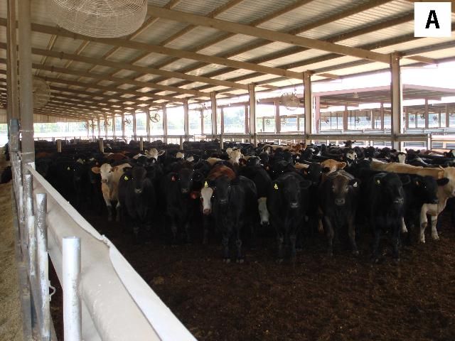 Figure 7. Manure collection: (A and B) Beef feedlot; (C and D) A tractor scraper cleaning the manure and bedding material from the feedlots and then loads the materials into a trailer to be transported to the anaerobic digester unit.