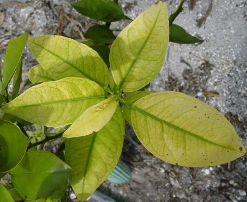 Figure 1. Iron deficiency symptoms.