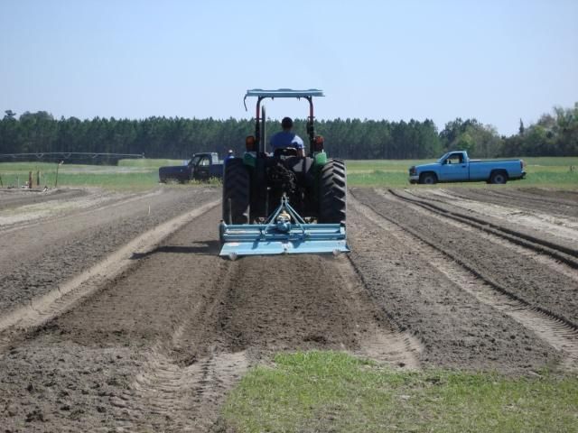 Figure 2. Incorporating fertilizer for an experiment on fertilizer rate and source for tomato.