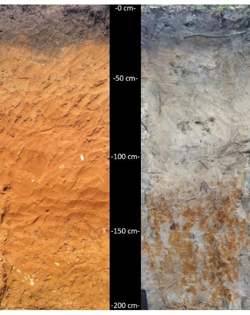 Figure 2. Profile images of a well-drained (left) and relatively less well drained (right) soil in Marion Co., FL.