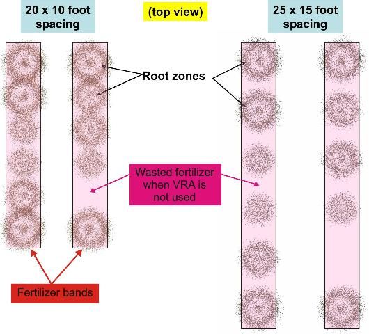 Figure 6. Areas in the tree row where fertilizer can be wasted when using simple band placement. The fertilizer bands cover considerably more area than the area in which citrus roots are located. Fertilizer applied in areas without roots is wasted.