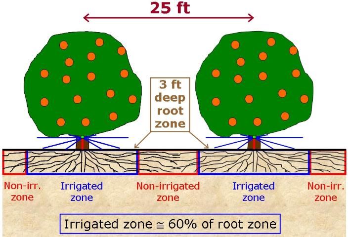 Figure 2. Scaled diagram of example citrus grove described above.