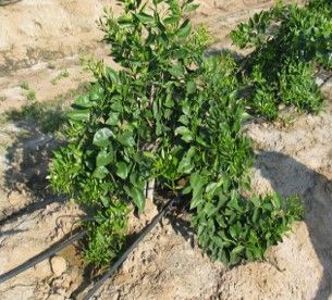Figure 7. Trees should be skirted at a suitable height above ground level (for example, 45 cm above soil level) to keep foliage and fruit off the ground and above the level of soil 