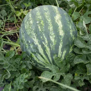 SL522/SS735: UF/IFAS Nutrient Management Recommendation Series: Watermelon