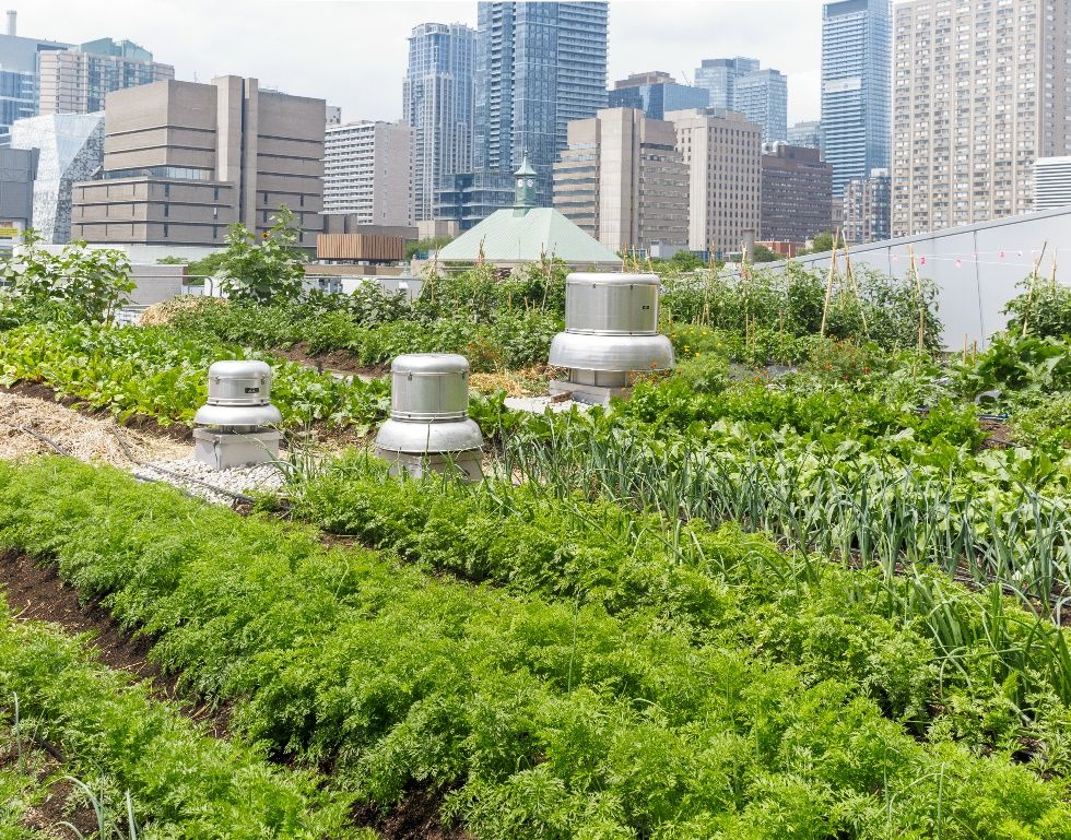 Fertile soil supporting healthy plant growth in an urban garden. 