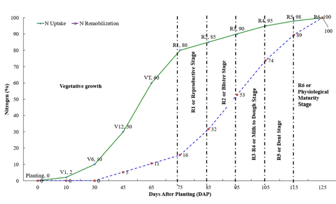 A line graph illustrating the stages of corn growth from planting through physiological maturity, along with nitrogen uptake and remobilization patterns. The horizontal axis represents days after planting (DAP), ranging from 0 to 125. The vertical axis shows nitrogen percentage, from 0% to 100%. Initially, a solid line shows a slow increase in nitrogen uptake, starting from planting at 0% and gradually rising through stages V1 (2%), V6 (10%), V12 (30%), and VT (60%). The uptake sharply increases to R1 (80%) and peaks at R4 (95%), before tapering off to R6 (100%). A dashed line indicates nitrogen remobilization, starting at 0% and gradually increasing through the developmental stages, with notable points at R1 (16%), R2 (53%), R4 (74%), and R6 (100%). Stages R1 to R6 are marked with vertical dashed lines along the top, indicating key reproductive phases.