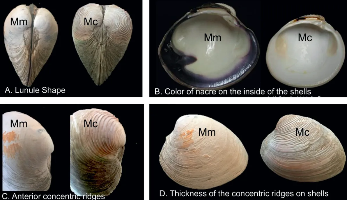 Compared to the southern clam, the northern clam has a wider lunule shape by the hinge, purple color along the inner shell margins, and less pronounced but thicker concentric ridges on the top shell near the hinge.