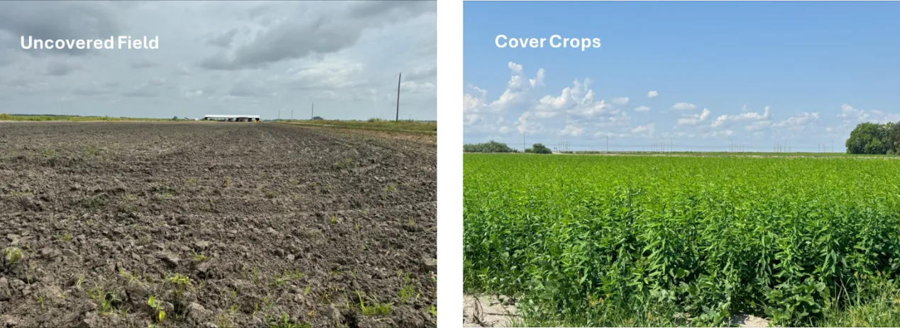 Uncovered field (left) represented by an empty field of exposed dirt, and cover crops (right) represented by full, lush field of growing plants.
