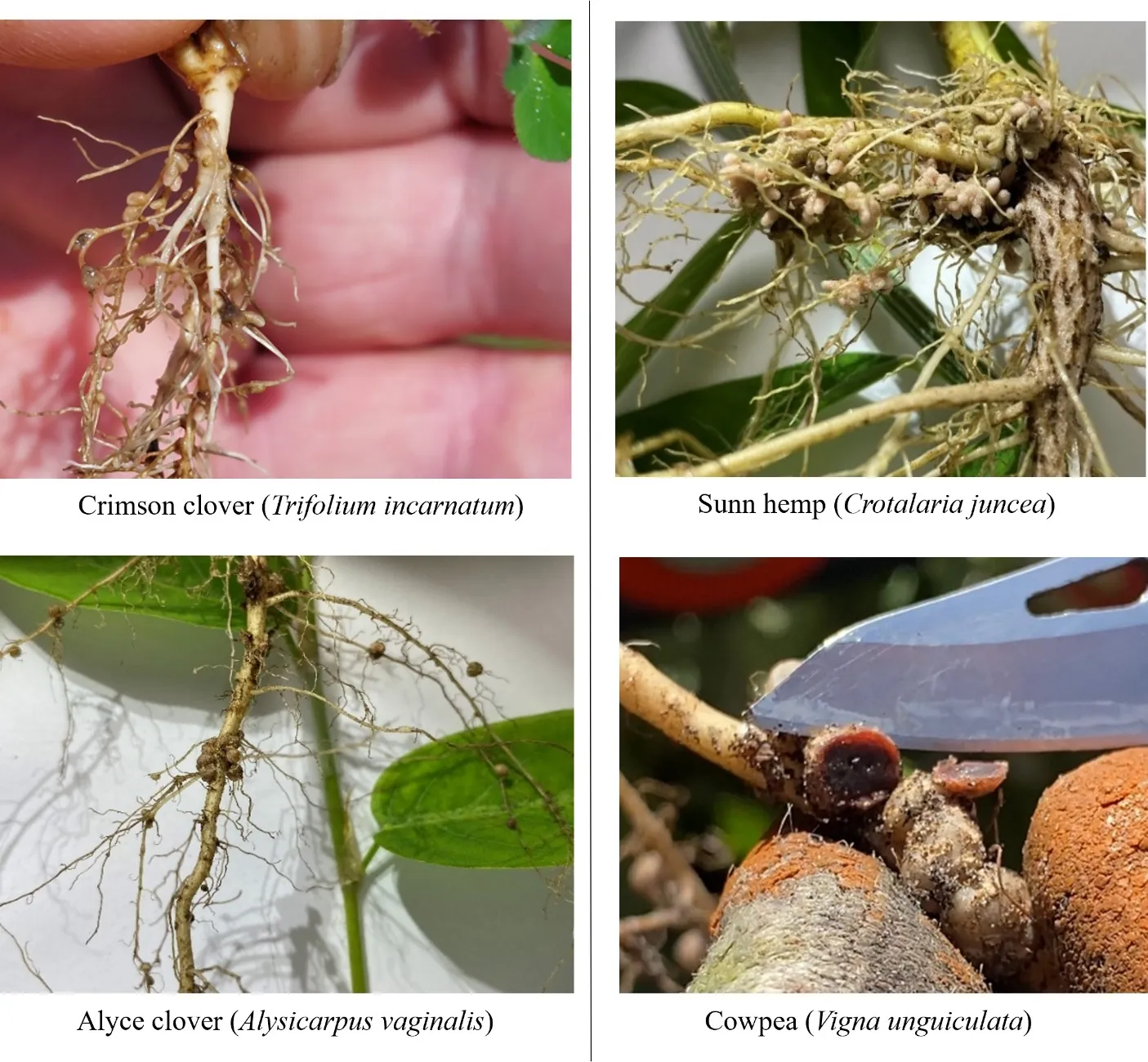 Close-up views of root nodules on different legumes, including crimson clover, sunn hemp, and alyce clover, as well as a cross-section of a cowpea nodule showing high activity in deep red.
