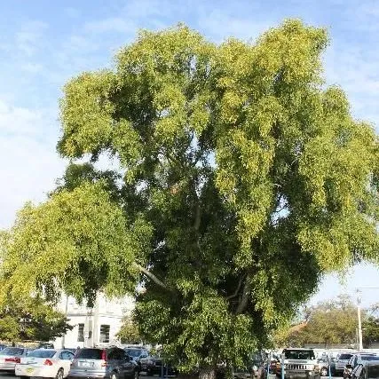 Ask IFAS: Southern Trees Fact Sheets
