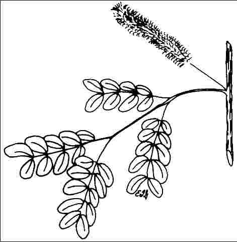 Foliage