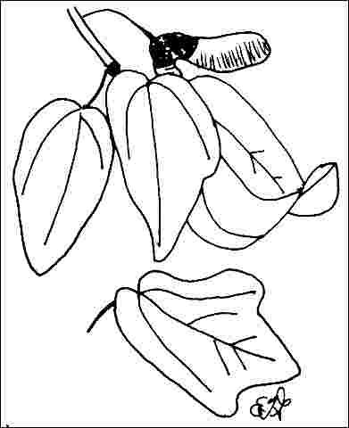 Figure 3. Foliage