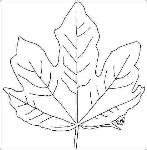 Figure 3. Foliage