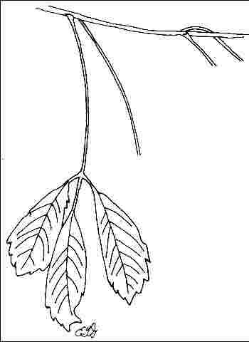 Figure 3. Foliage