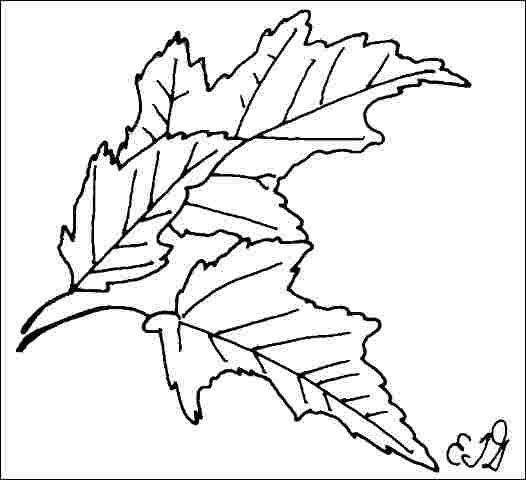 Figure 3. Foliage