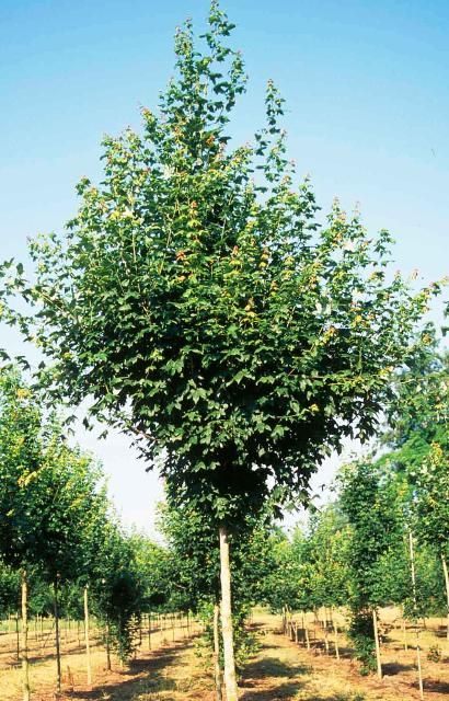 Figure 1. Middle-aged Acer leucoderme: Chalk Maple