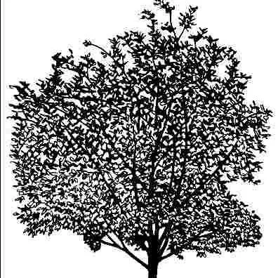 Ask IFAS: Topic - Boxelder