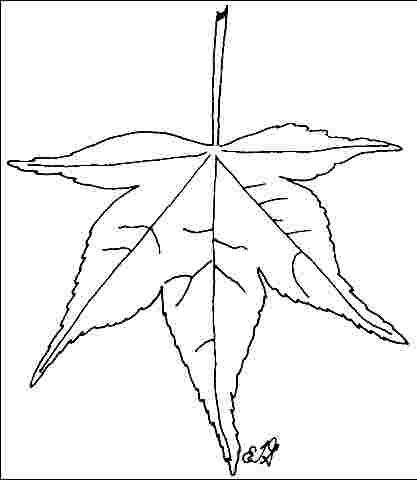 Figure 3. Foliage