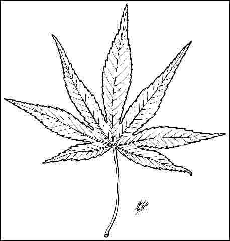 Figure 3. Foliage