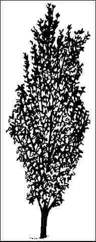 Figure 1. Middle-aged Acer platanoides 'Columnare': 'Columnare' Norway Maple