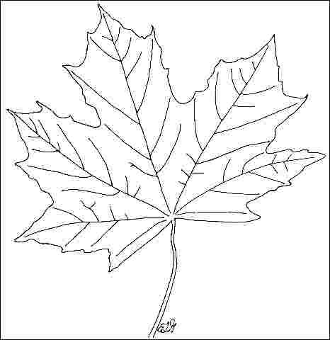 Figure 3. Foliage