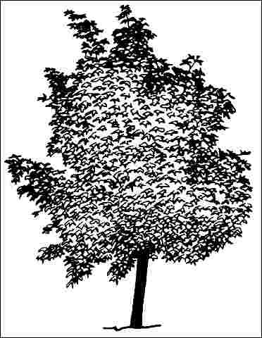 Figure 1. Middle-aged Acer platanoides 'Crimson King': 'Crimson King' Norway Maple