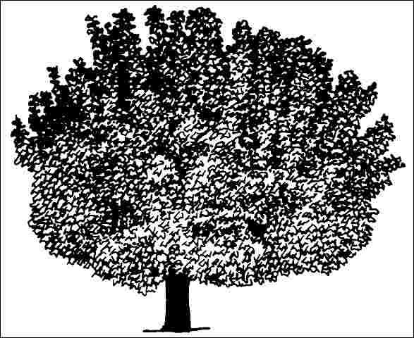 Figure 1. Middle-aged Acer platanoides 'Globosum': 'Globosum' Norway Maple