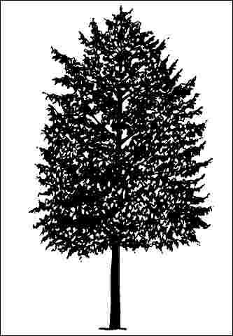 Figure 1. Middle-aged Acer platanoides 'Olmsted': 'Olmsted' Norway Maple