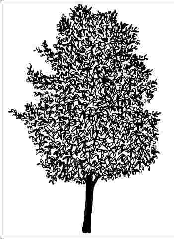 Figure 1. Middle-aged Acer platanoides 'Summershade': 'Summershade' Norway Maple