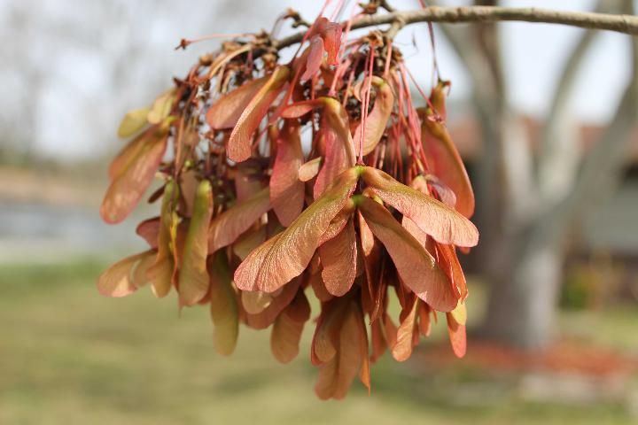 Figure 5. Fruit - Acer rubrum: red maple