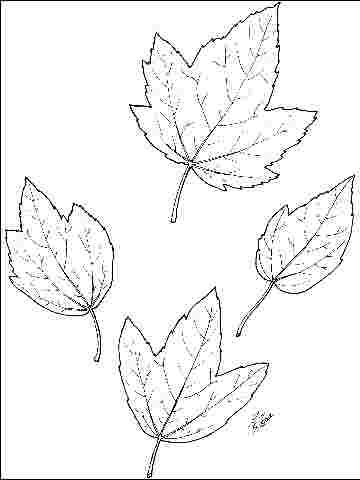 Figure 3. Foliage