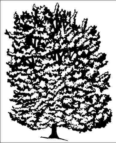 Figure 1. Mature Acer rubrum 'October Glory': 'October Glory' Red Maple