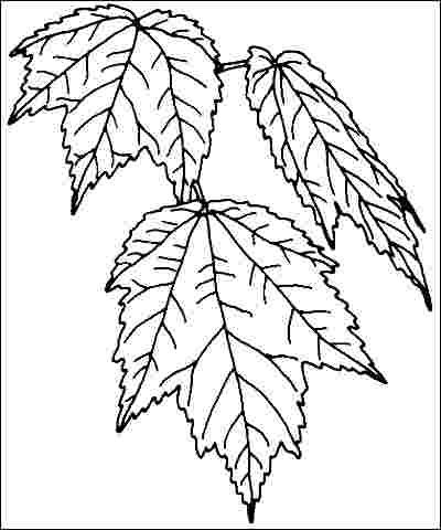 Figure 3. Foliage