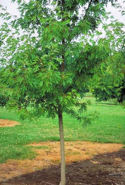 Figure 1. Young Acer saccharinum 'Skinneri': 'Skinneri' Silver Maple