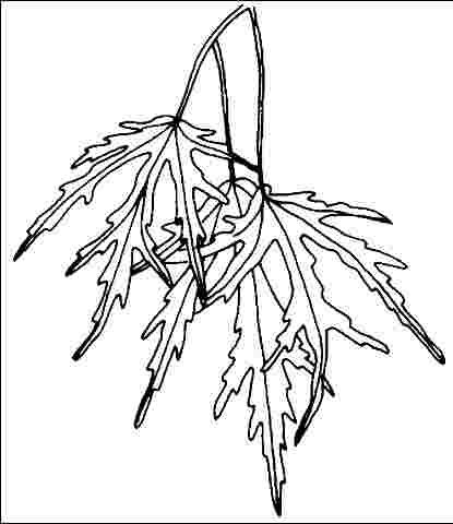 Figure 3. Foliage