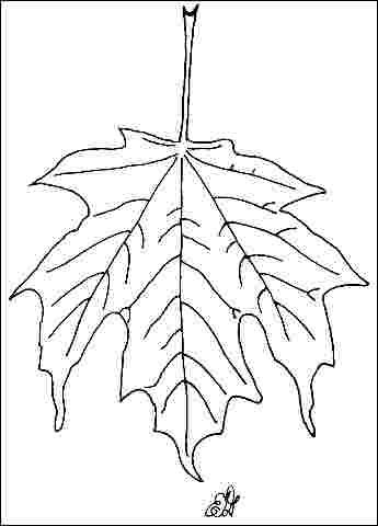 Figure 3. Foliage