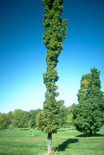 Figure 1. Middle-aged Acer saccharum 'Temple's Upright': 'Temple's Upright' Sugar Maple