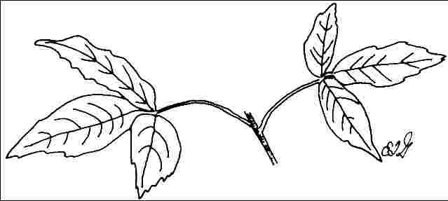 Figure 3. Foliage