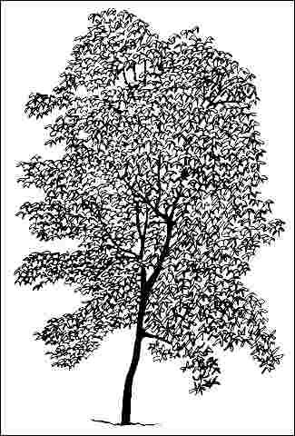 Figure 1. Young Acer triflorum: Three-Flowered Maple