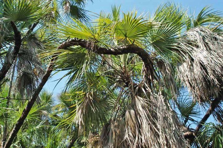 Contorted stems of paurotis palm (Acoelorraphe wrightii) caused by continuing cycle of stems falling over and attempting to grow upward before falling down again.