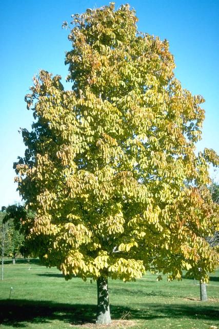 Figure 1. Middle-aged Aesculus flava: Yellow Buckeye