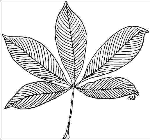 Figure 3. Foliage