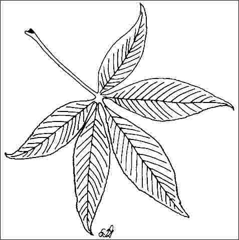 Figure 3. Foliage