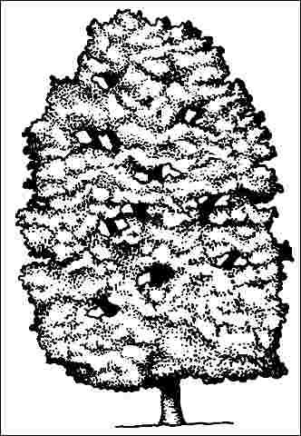Figure 1. Mature Aesculus hippocastanum: Horsechestnut