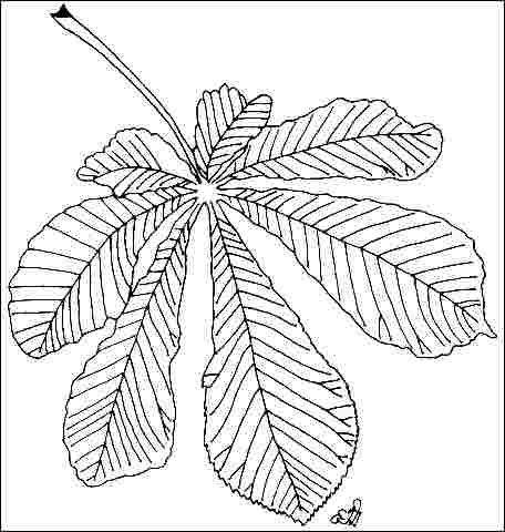 Figure 3. Foliage