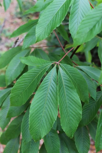 Figure 3. Leaf - Aesculus pavia: red buckeye